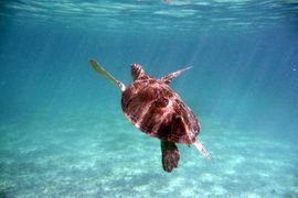 Schildkröte unter Wasser